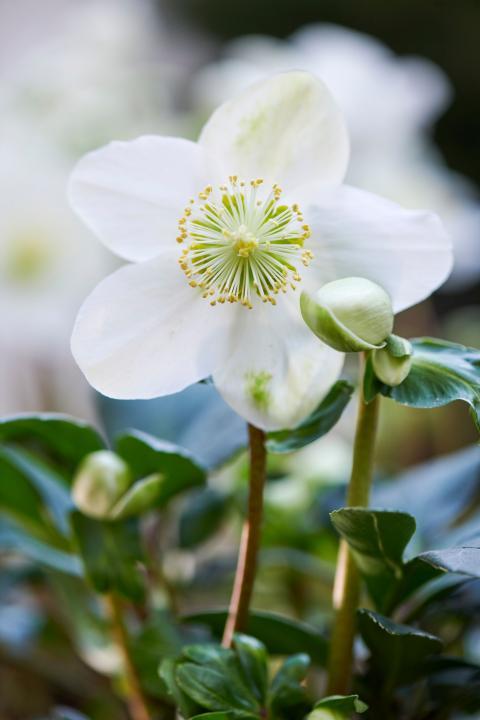 8 winterharde planten die de koude overleven