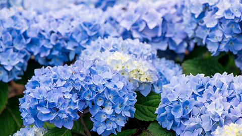 Het geheim van blauwe hortensia’s