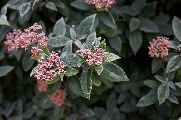 Nu doen: Meer wintergroen!