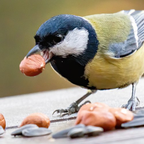 Buitenvogels