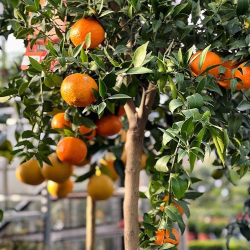 Citrus planten