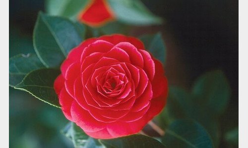 Camelia