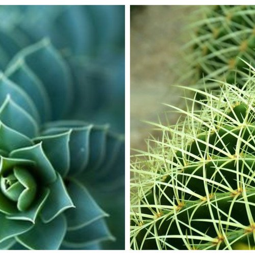 VETPLANTEN EN CACTUSSEN